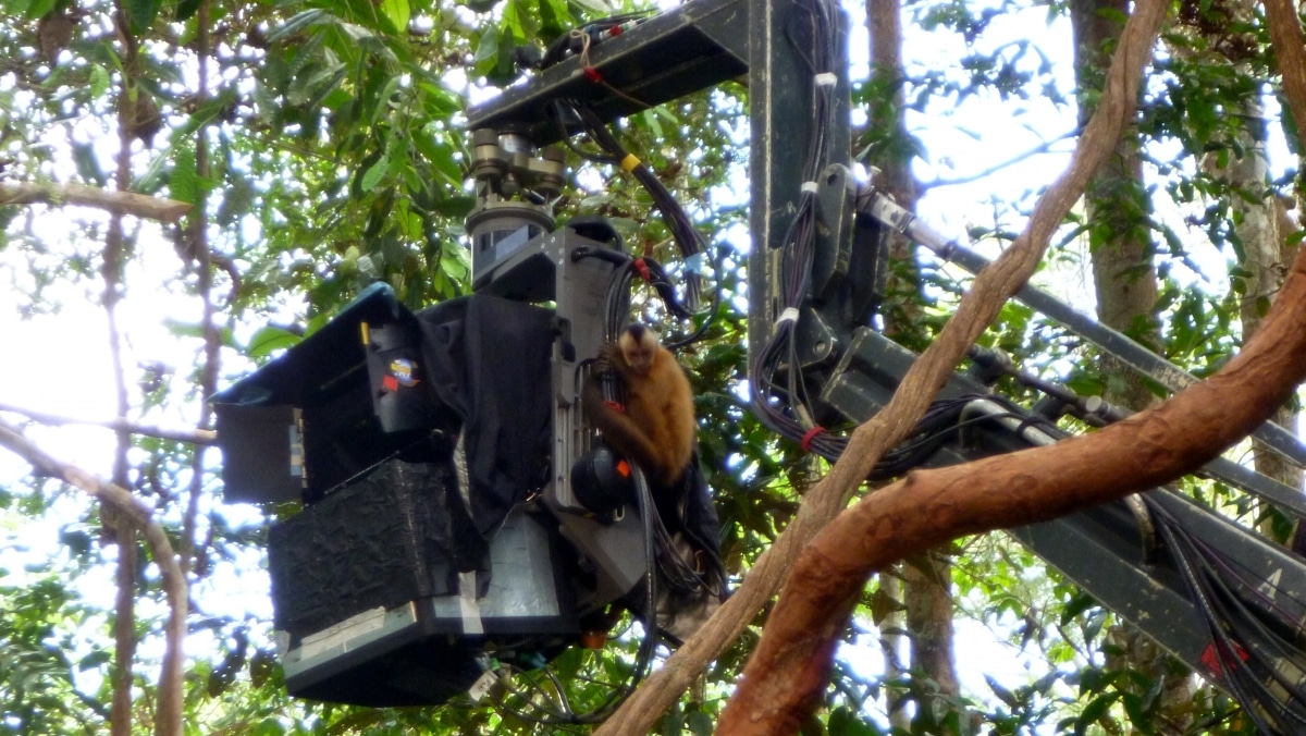 Monkey clinging to Lambda in the Amazon rainforest