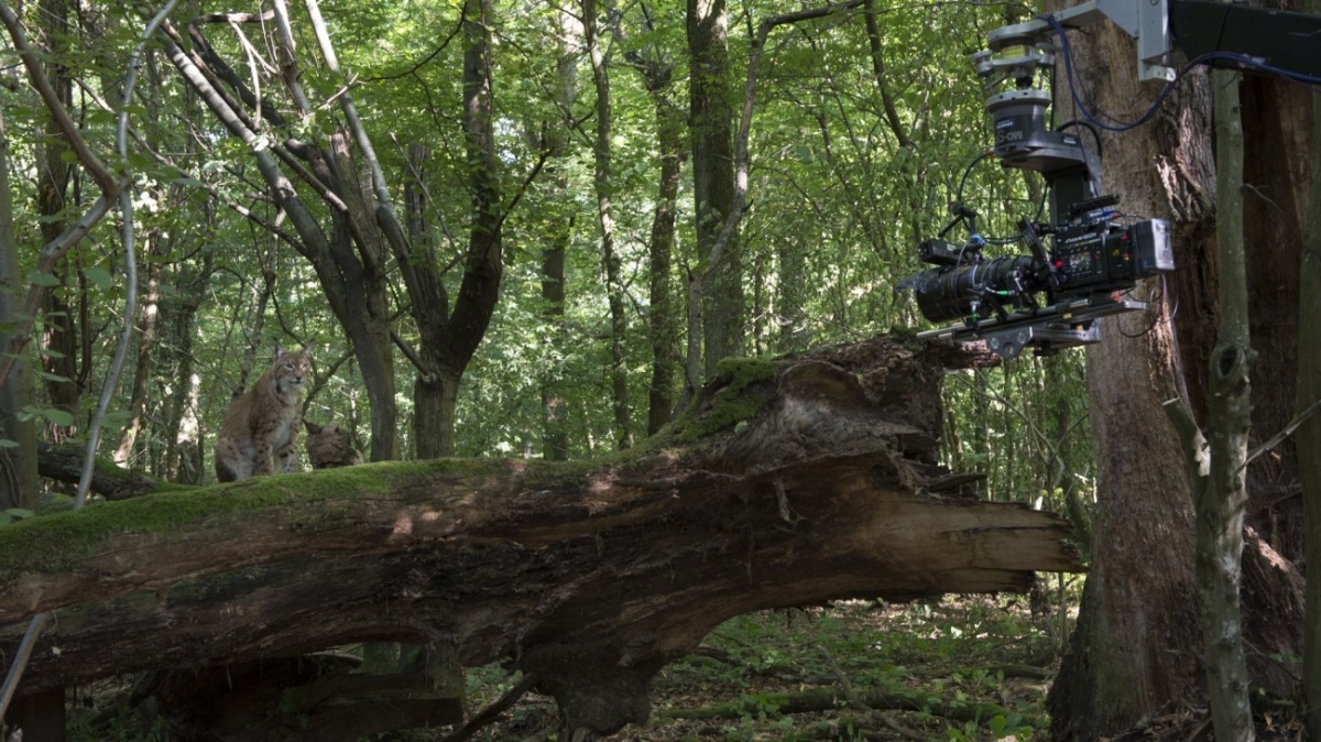 Filming wild Lynx in the forest